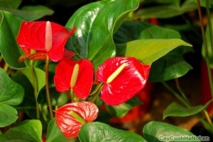  Màu đỏ của hoa Đại Hồng Môn đem lại cho người trồng sự nhiệt tình, nồng ấm