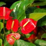 Màu đỏ của hoa Đại Hồng Môn đem lại cho người trồng sự nhiệt tình, nồng ấm