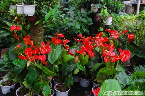 Màu đỏ của hoa Đại Hồng Môn đem lại cho người trồng sự nhiệt tình, nồng ấm