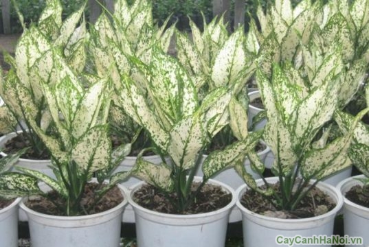 Cây Ngọc Ngân mang lại nhiều ý nghĩa phong thủy đặc biệt